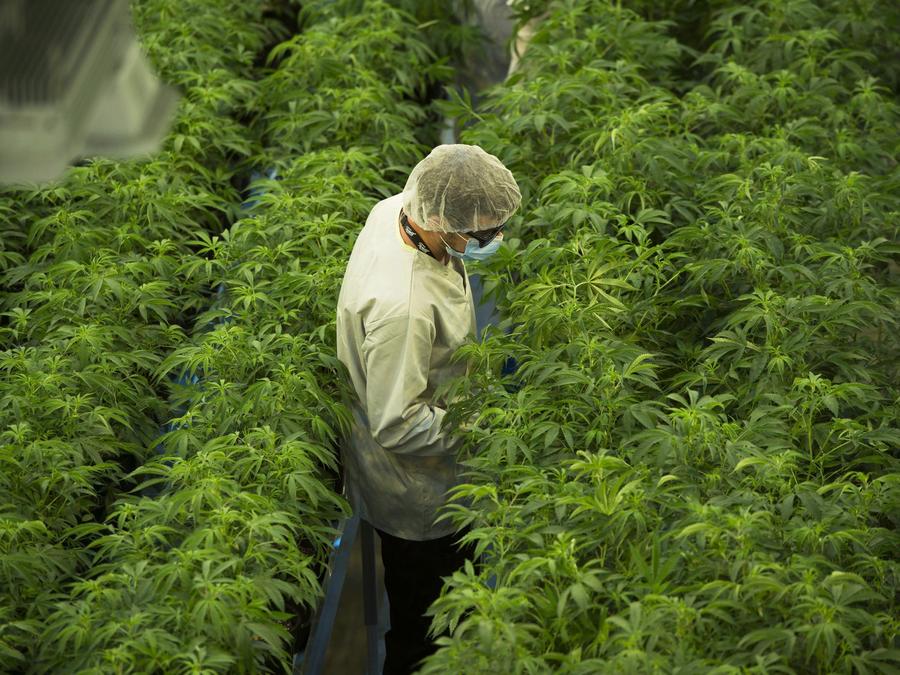 Staff work in a cannabis grow room at Canopy Growth's Tweed facility in Smiths Falls, Ont., Aug. 23, 2018. Sean Kilpatrick/The Canadian Press